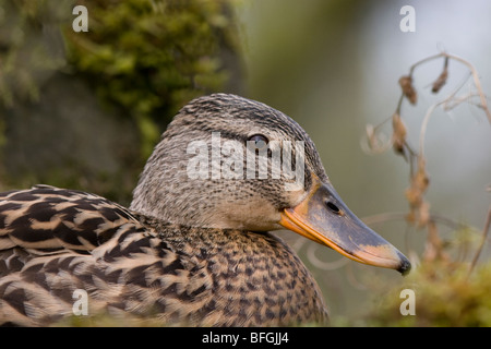 mallard duck female sitting on nest Stock Photo