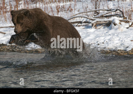 Grizzly Bear leaping after Chum salmon  (Ursus arctos) in Fishing Branch River Ni'iinlii Njik Ecological Reserve Yukon Territory Stock Photo