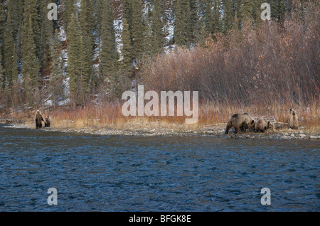 Grizzly Bear (Ursus arctos) Sow and 1st year cubs along Fishing Branch River. Ni'iinlii Njik Ecological Reserve Yukon Territory