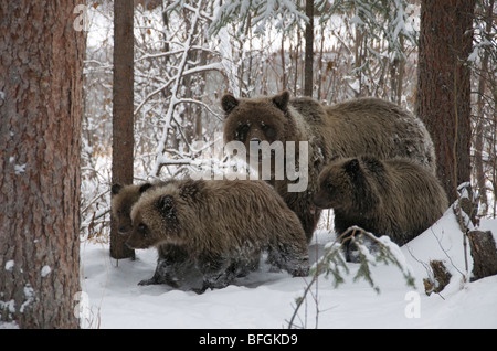 Grizzly Bear (Ursus arctos) sow and 1st year cubs walking through snowy forest. Fishing Branch River Ni'iinlii Njik Ecological R
