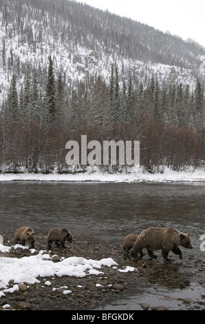 Grizzly Bear (Ursus arctos) sow and 1st year cubs. Fishing Branch River Ni'iinlii Njik Ecological Reserve Yukon Territory Canada