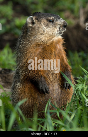 Groundhog (Marmota monax) sitting in summer meadow, Ontario, Canada Stock Photo