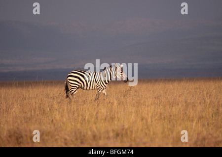 Grant's zebra Stock Photo