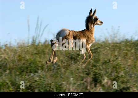Pronghorn Antelope (Antilocapra americana), fawn running in grassland habitat. Custer State Park, South Dakota, USA Stock Photo