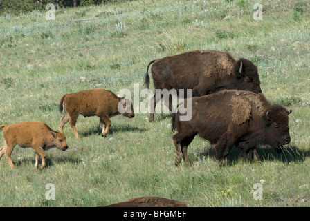 American Bison cows and calves (Bison bison) walking through mixed grassland. Custer State Park, South Dakota, USA Stock Photo