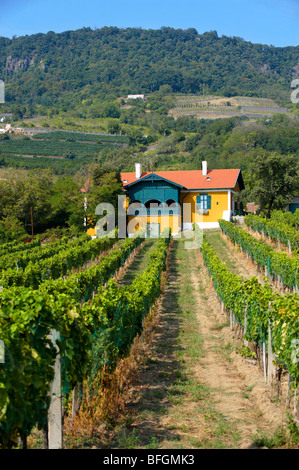 Wine cellar in the Badascony vineyards , Balaton, Hungary Stock Photo