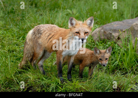 Red Fox (Vulpes vulpes) & kit in meadow in spring. Minnesota, USA Stock Photo