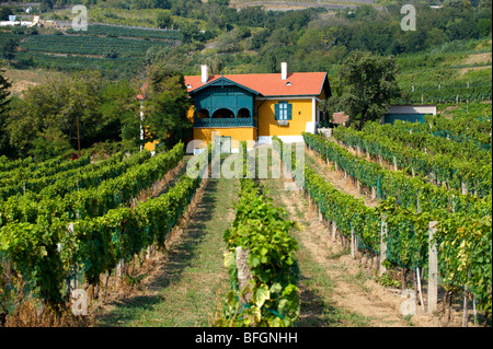 Wine cellar in the Badascony vineyards , Balaton, Hungary Stock Photo