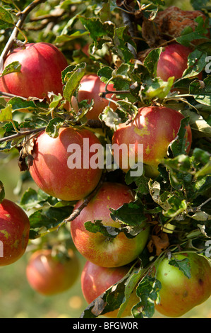 Badascony, Apple tree - Badascony, Balaton,  Hungary Stock Photo