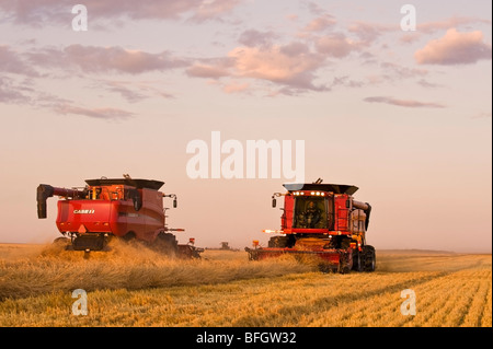 Two combine harvesters work a field of swathed spring wheat, Dugald, Manitoba, Canada Stock Photo