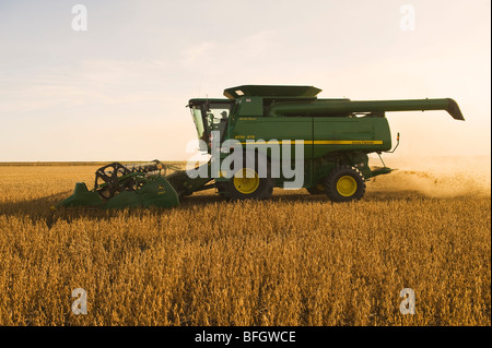 Combine harvester on soybean field in the early evening. Near La Salle, Manitoba, Canada Stock Photo