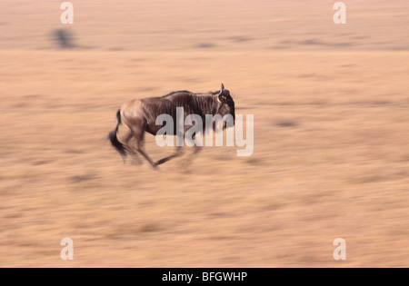 running wildebeest Stock Photo