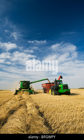 A combine empties spring wheat into a grain wagon during the harvest, Somerset, Manitoba, Canada Stock Photo