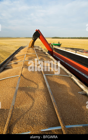 Grain wagon empties into a farm truck, spring wheat harvest. Near Somerset, Manitoba, Canada Stock Photo