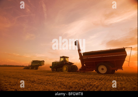 Combine harvester works a field of swathed spring wheat. Near Somerset, Manitoba, Canada Stock Photo