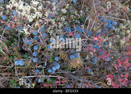 Wild Blueberry or Bog Blueberry shrub with ripe fruit. (Vaccinium uliginosum). Late summer. Critical food source and known antio Stock Photo