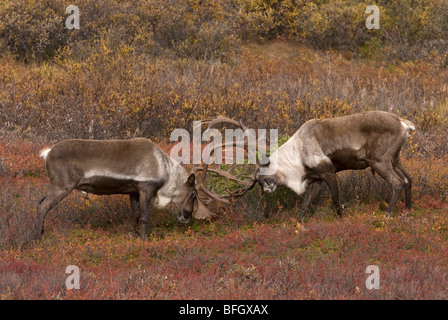Barren-ground Caribou (Rangifer tarandus) bulls sparring in tundra habitat. Denali National Park, Alaska, USA Stock Photo