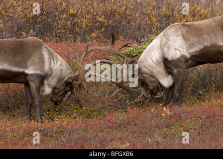 Barren-ground Caribou (Rangifer tarandus) bulls sparring in tundra habitat. Denali National Park, Alaska, USA Stock Photo