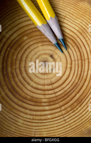 Balsam Fir (Abies balsamea) close-up of female cones, Newfoundland ...