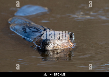 beaver Castor canadensis swimming in a kettle pond interior of Denali ...