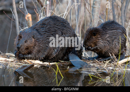 Adult and young beavers (Castor canadensis)  sitting at pond edge feeding on aspen tree branch, Ontario, Canada Stock Photo