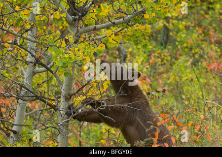 Black Bear (Ursus americanus), juvenile in cinnamon phase. Waterton Lakes National Park,  Alberta, Canada. Stock Photo