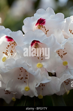 Rhododendron Calophytum White Stock Photo