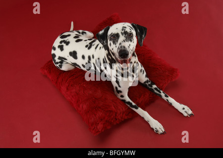 Dalmatian Dog on Pillow Stock Photo