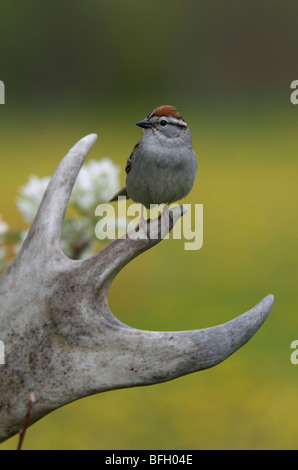 Chipping Sparrow (Spizella passerina) sitting on caribou antler. Ontario. Stock Photo