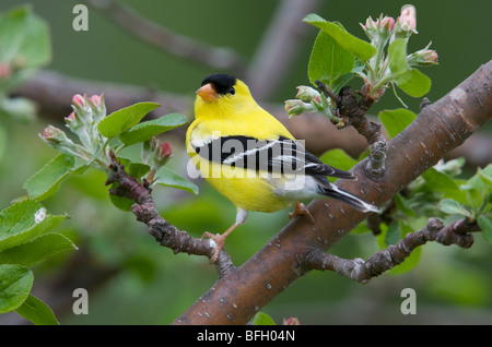 Male American Goldfinch (Carduelis tristis) in Norland Apple Tree, Spring, Ontario, Canada. Stock Photo