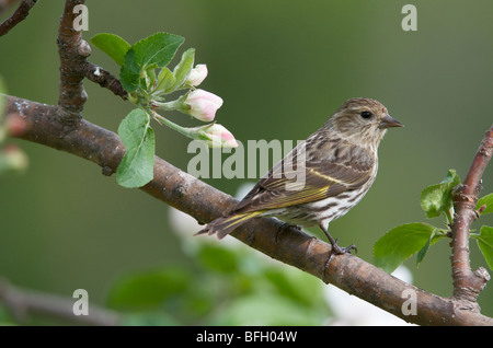 Female Pine Siskin (Carduelis pinus) in Norland apple tree. Ontario. Canada Stock Photo