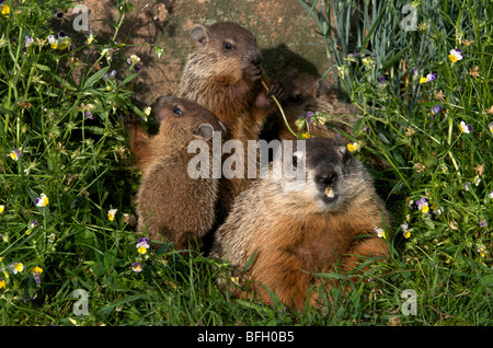 Cute Groundhog family (Marmota monax) also known as a woodchuck feeding ...