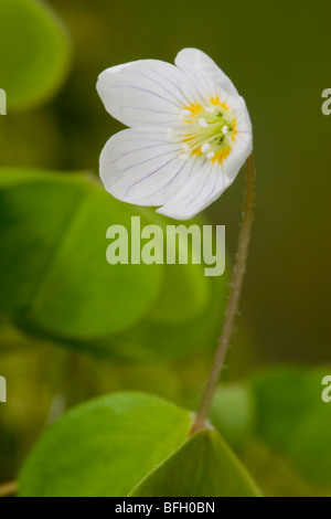 Oxalis acetosella - Wood sorrel - Close-up of flower in welsh woodland Stock Photo