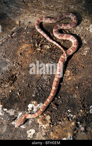 Corn Snake (Elaphe guttata) Range: Virginia, Mississippi north to Kentucky; non-poisonous; harmless. Stock Photo