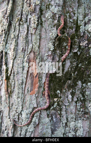 Corn Snake (Elaphe guttata) Range: Virginia, Mississippi north to Kentucky Stock Photo