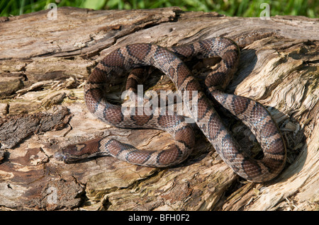 Eastern Milk Snake. (Lampropeltis t. triangulum); A wide range from Southeastern Canada through most of United States and into S Stock Photo