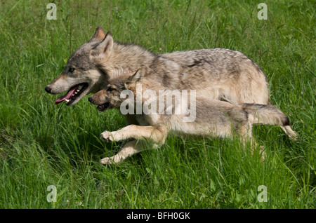 Wolf Pup and parent (Canus lupus) running in Boundary Waters Canoe Area, Minnesota, USA, North America