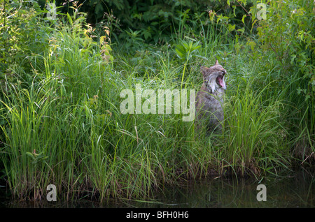 Lynx (Lynx canadensis) standing in tall marsh grass along edge of pond, North America. Stock Photo