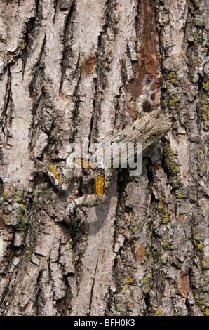 Eastern Gray Tree Frog (Hyla versicolor) is the chameleon of the frog world. Stock Photo