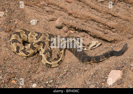 Timber Rattlesnakes (Crotalus horridus) have a wide range from New Hampshire south to Texas. Stock Photo