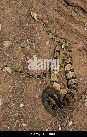 Timber Rattlesnakes (Crotalus horridus) have range from New Hampshire south to Texas. Stock Photo