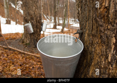 Maple trees tapped for making maple syrup Ile d'Orleans Quebec Canada Stock Photo