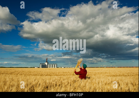 Man looks mature barley with an inland grain terminal and developing cumulonimbus clouds in background near Winnipeg Manitoba Ca Stock Photo