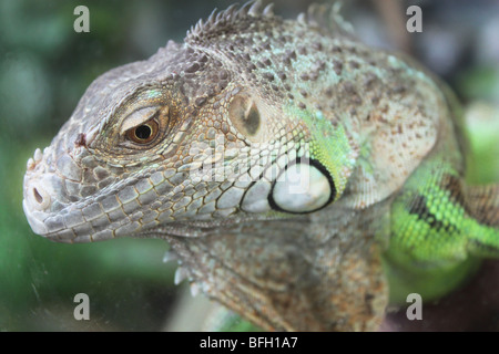 A Green Iguana at the Butterfly exhibition at the Natural HIstory Museum, London Stock Photo