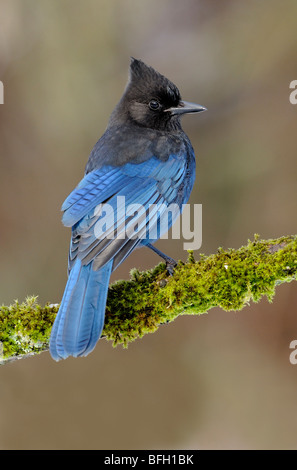 Steller's Jay (Cyanocitta stelleri) perching on branch Stock Photo