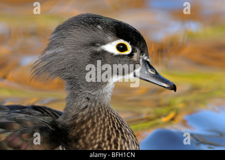 female Wood Duck portrait at Mystic Pond Stock Photo