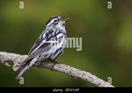 A Black-and-White Warbler (Mniotilta varia) perched on a branch at the Carden Alvar in Ontario, Canada. Stock Photo