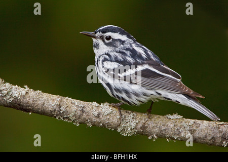 A Black-and-White Warbler (Mniotilta varia) perched on a branch at the Carden Alvar in Ontario, Canada. Stock Photo