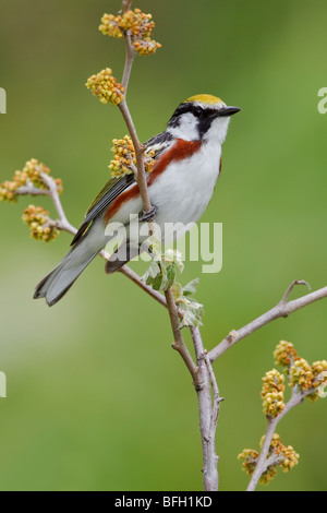 A Chestnut-sided Warbler (Dendroica pensylvanica) perched on a branch at the Carden Alvar in Ontario, Canada. Stock Photo