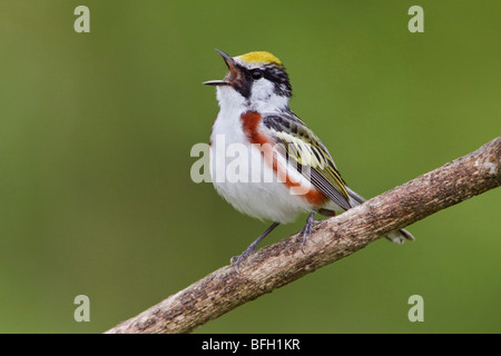 A Chestnut-sided Warbler (Dendroica pensylvanica) perched on a branch at the Carden Alvar in Ontario, Canada. Stock Photo